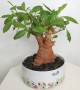 BAOBAB VIP 119- 15 years - height: 30 cm