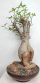 BAOBAB VIP 120- 20 years - height: 45 cm