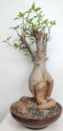 BAOBAB VIP 120- 20 years - height: 45 cm