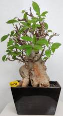 BAOBAB VIP 121- 20 years - height: 48 cm