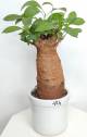 BAOBAB VIP 124- 15 years - height: 30 cm