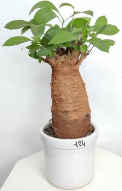 BAOBAB VIP 124- 15 years - height: 30 cm