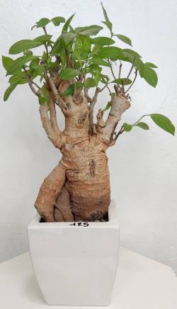 BAOBAB VIP 125- 15 years - height: 34 cm