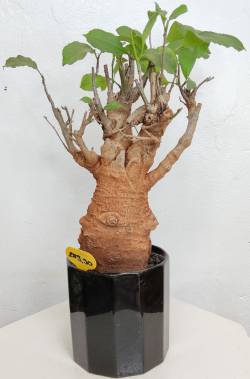 BAOBAB VIP 126- 15 years - height: 29 cm