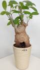 BAOBAB VIP 127- 15 years - height: 30 cm