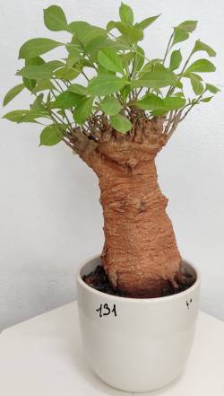 BAOBAB VIP 131- 15 years - height: 31 cm