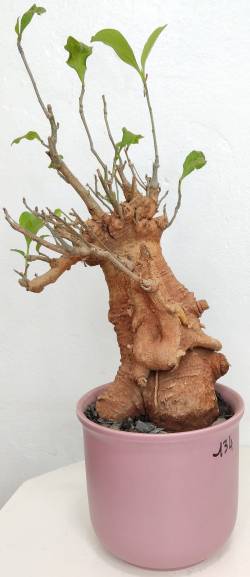 BAOBAB VIP 134- 15 years - height: 32 cm