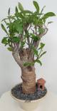 BAOBAB VIP 139- 15 years - height: 40 cm