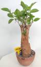 BAOBAB VIP 142- 15 years - height: 27 cm