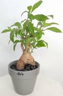 BAOBAB VIP 144- 15 years - height: 24 cm