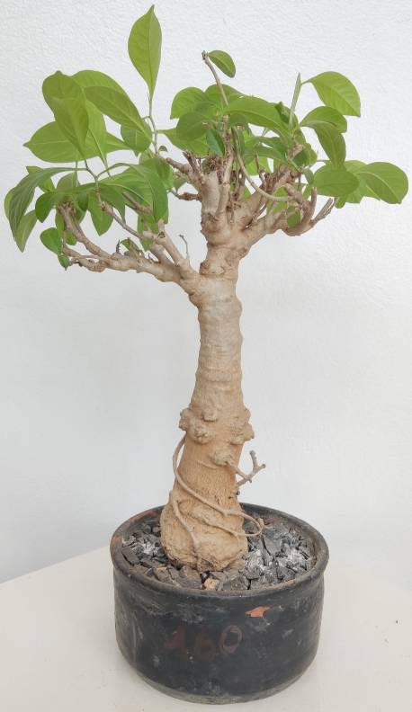 BAOBAB VIP 160- 10 years - height: 29 cm