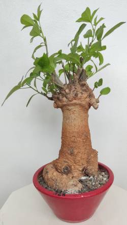 BAOBAB VIP 165- 20 years - height: 34 cm