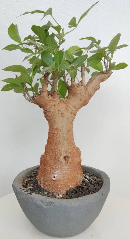 BAOBAB VIP 172- 15 years - height: 31 cm