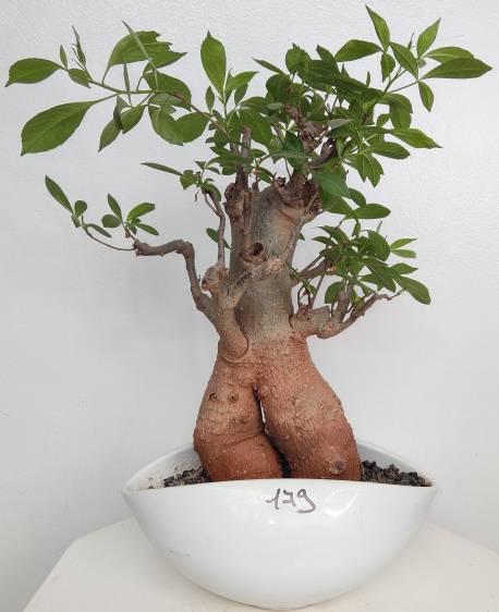 BAOBAB VIP 179- 15 years - height: 31 cm