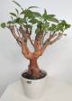 BAOBAB VIP 180- 15 years - height: 28 cm