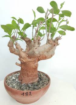 BAOBAB VIP 182- 15 years - height: 25 cm