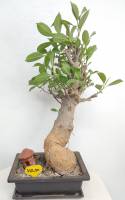 BAOBAB VIP 209- 15 years - height: 33 cm