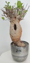 BAOBAB VIP 216- 20 years - height: 30 cm