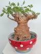 BAOBAB VIP 228- 20 years - height: 27 cm