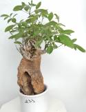 BAOBAB VIP 233- 20 years - height: 31 cm