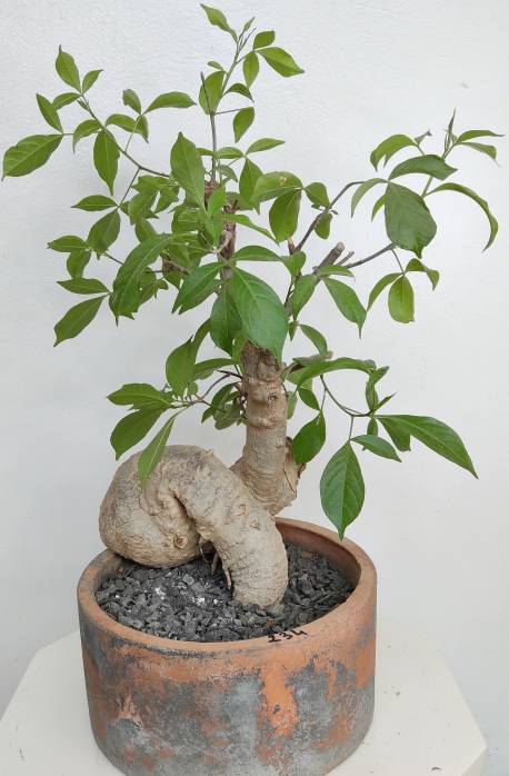 BAOBAB VIP 234- 20 years - height: 36 cm