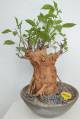 BAOBAB VIP 235- 20 years - height: 34 cm