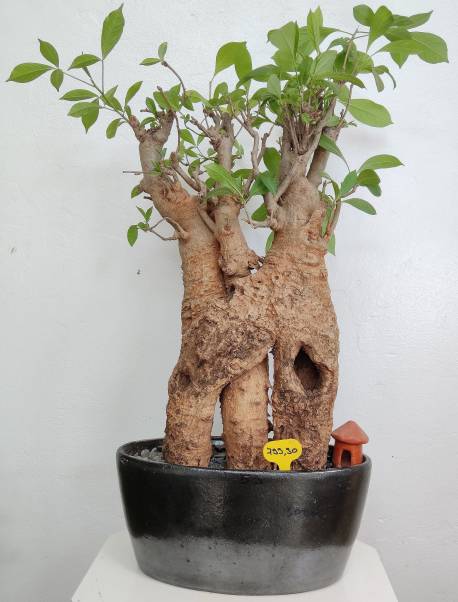 BAOBAB VIP 59- 20 years - height: 57 cm