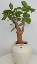 BAOBAB VIP 10- 10 years - height: 23 cm