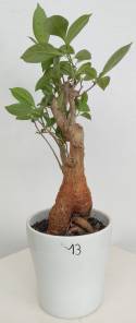 BAOBAB VIP 13- 10 years - height: 20 cm