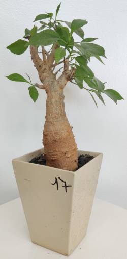 BAOBAB VIP 17- 10 years - height: 25 cm