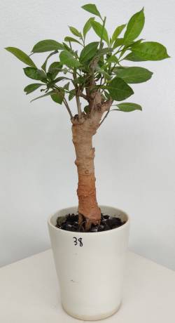 BAOBAB VIP 38- 10 years - height: 26 cm