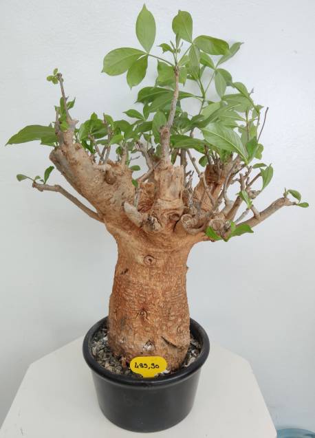 BAOBAB VIP 61- 20 years - height: 30 cm