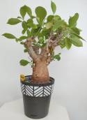 BAOBAB VIP 65- 20 years - height: 33 cm