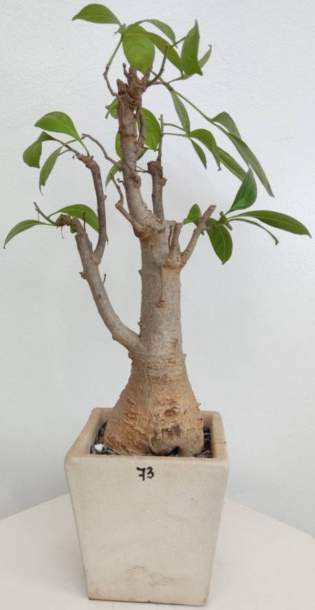 BAOBAB VIP 73- 15 years - height: 35 cm