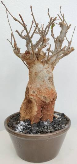 BAOBAB VIP 78- 20 years - height: 27 cm