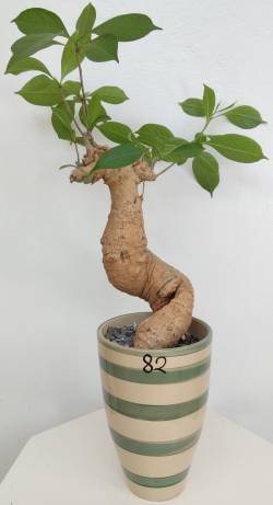 BAOBAB VIP 82- 15 years - height: 32 cm