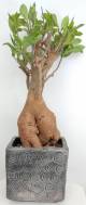 BAOBAB VIP 94- 20 years - height: 47 cm