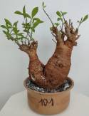 BAOBAB VIP 101- 20 years - height: 26 cm