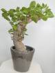 BAOBAB VIP 109- 20 years - height: 35 cm