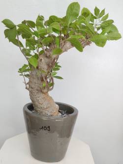 BAOBAB VIP 109- 20 years - height: 35 cm