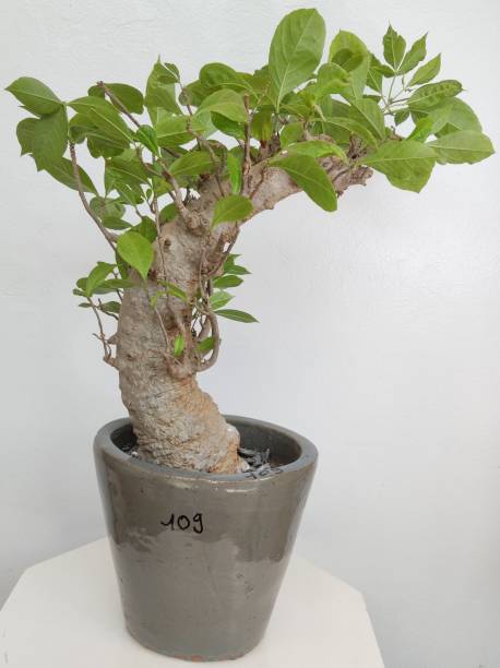 BAOBAB VIP 109- 20 years - height: 35 cm