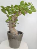 BAOBAB VIP 109- 20 years - height: 35 cm