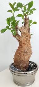 BAOBAB VIP 140- 20 years - height: 25 cm