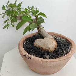 BAOBAB VIP 141- 20 years - height: 18 cm