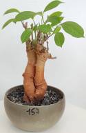 BAOBAB VIP 157- 15 years - height: 24 cm