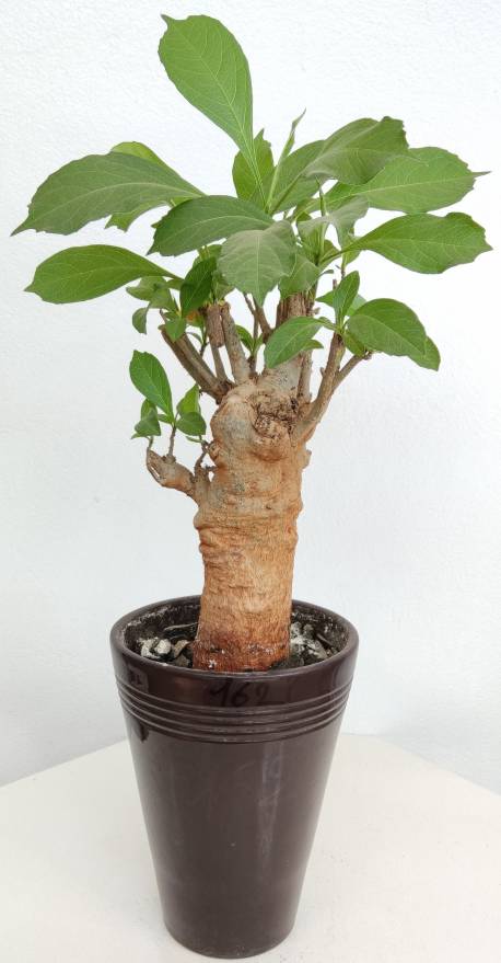 BAOBAB VIP 162- 10 years - height: 26 cm