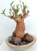 BAOBAB VIP 171- 20 years - height: 26 cm