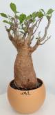 BAOBAB VIP 192- 20 years - height: 34 cm