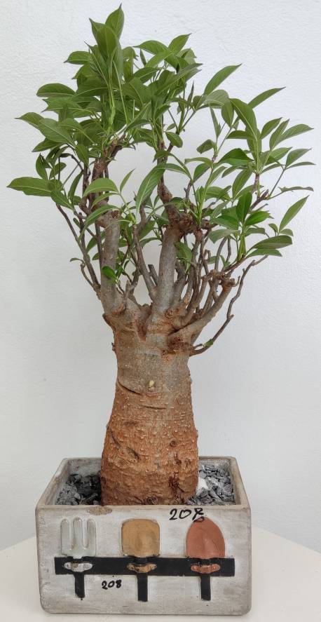 BAOBAB VIP 208- 20 years - height: 26 cm