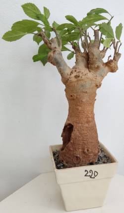 BAOBAB VIP 220- 20 years - height: 30 cm